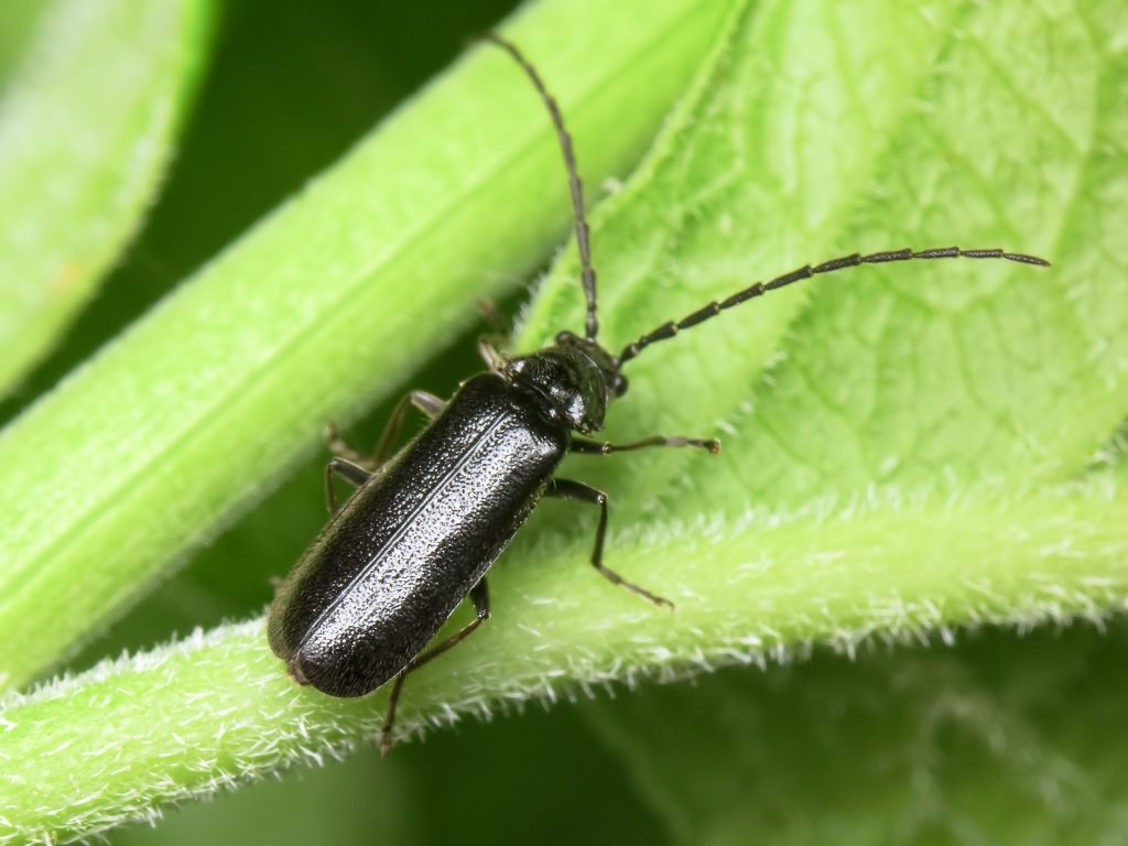 Autosilis nitidula (Fabricius, 1792)